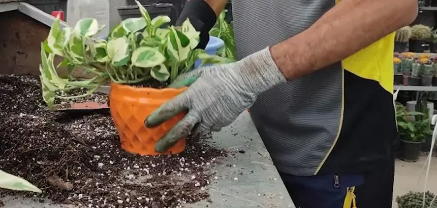 Placing propagated pothos in a pot