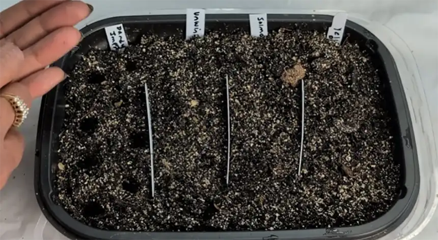 Placing seeds in soil mix