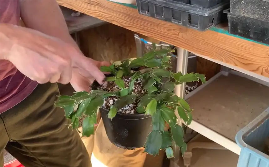 Placing the plant in the new pot