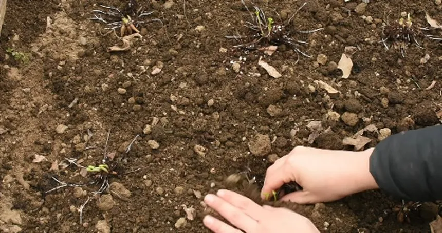 Placing the ranunculus corms in soil