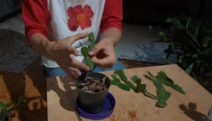 Plant the cutting