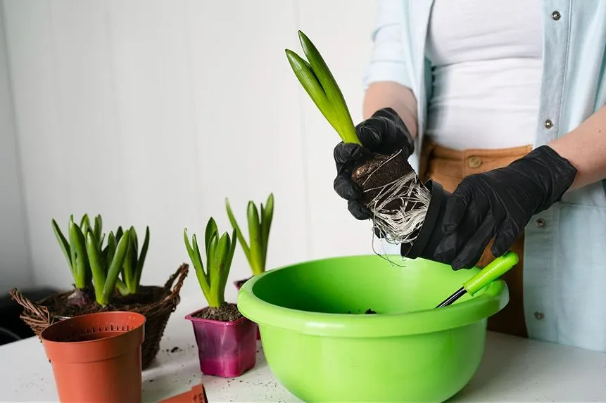 Plants getting prepared to be shifted into containers