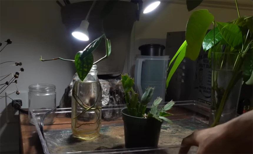 Pot in bright indirect light