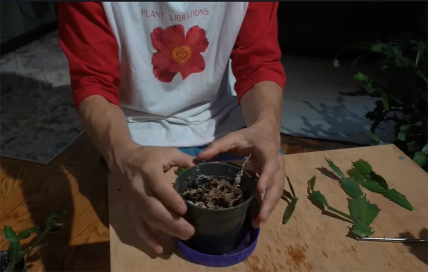 Pot with a well draining mix