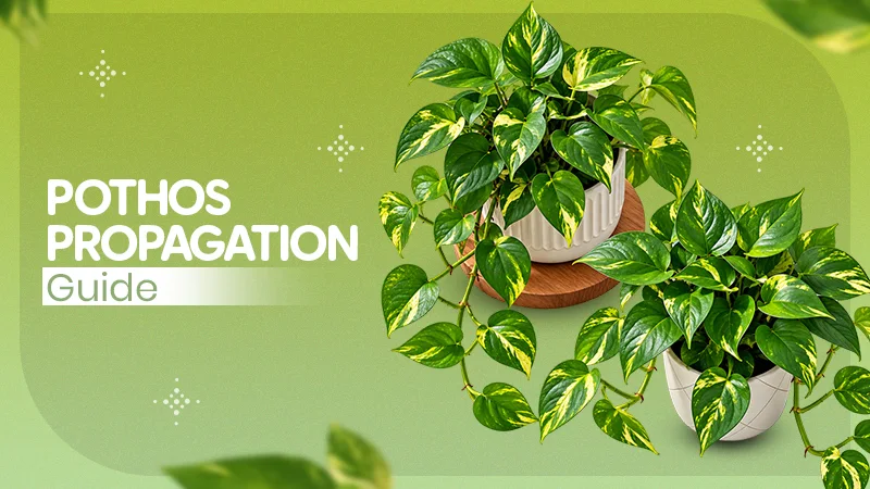 Pothos Propagation Guide