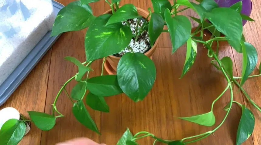 Pothos plant