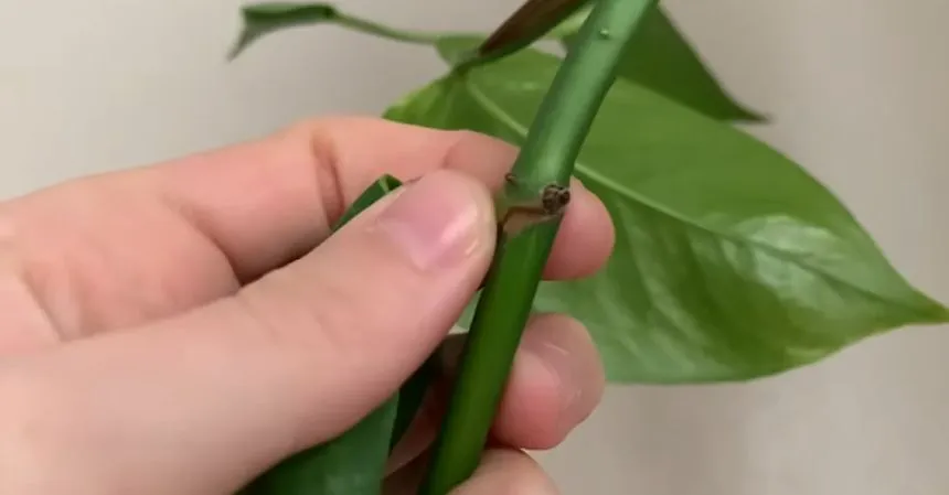 Pothos stem and node