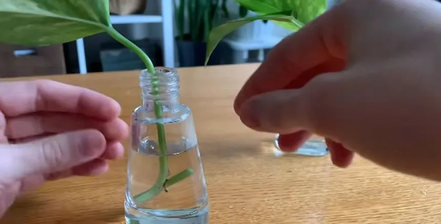 Pothos stem cutting in a glass jar