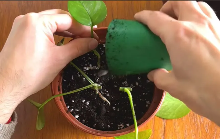 Pothos stem cutting in a pot