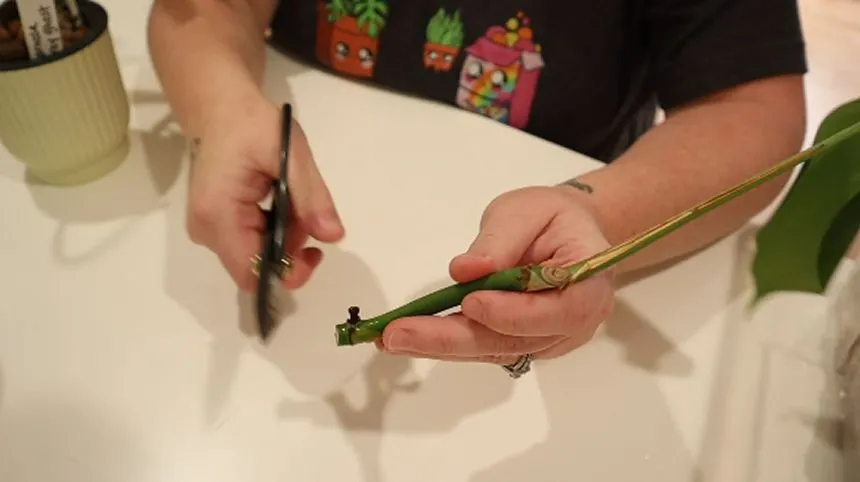 Pothos stem cutting