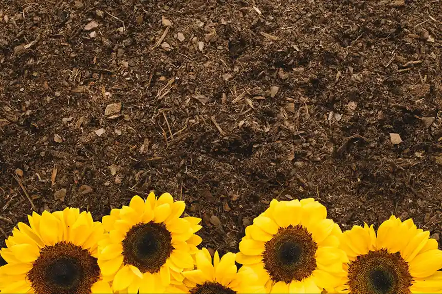 Prepare the site to plant sunflowers.