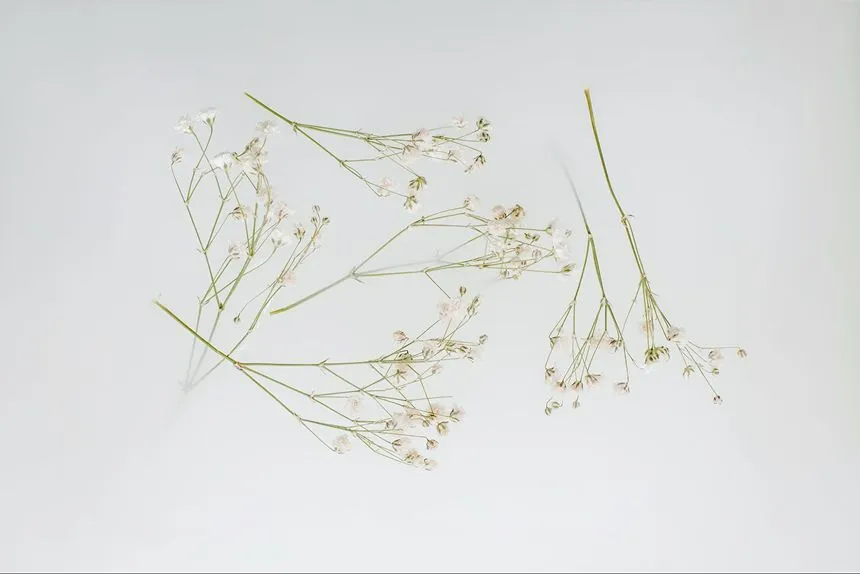 Pressed and dried baby’s breath flowers.