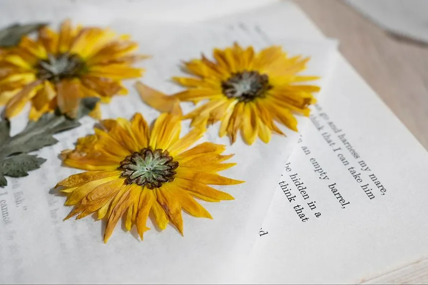 Pressed and dried flowers on a parchment sheet.