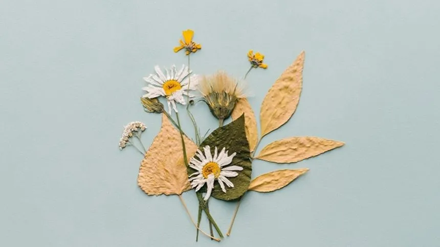 Pressed daisies, along with their leaves and stems.