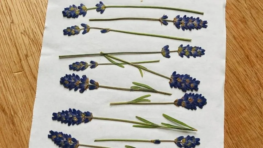 Pressed lavender on a parchment sheet.