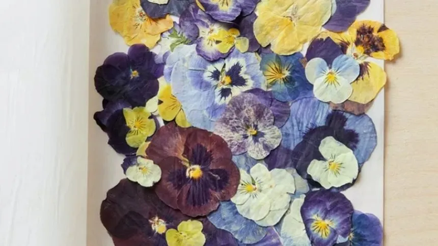 Pressed pansies on a sheet of paper.