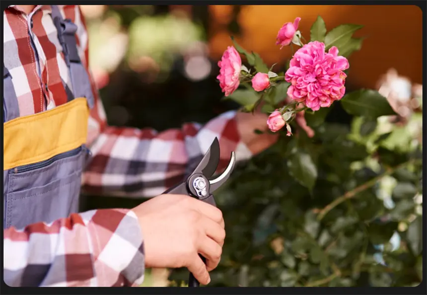 Pruning