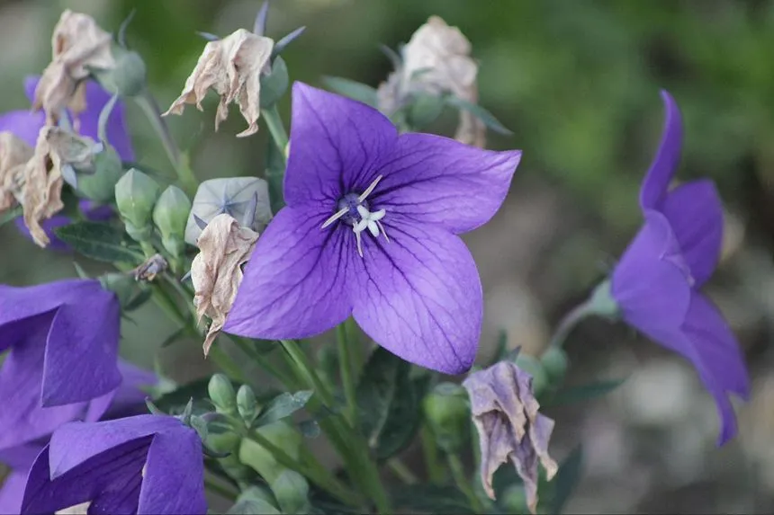 Purple flowers