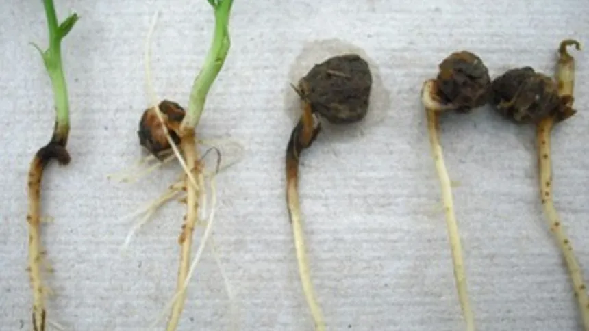 Pythium root rot.