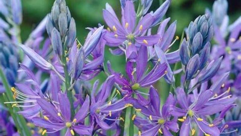 Quamash plant close up with blue blooms
