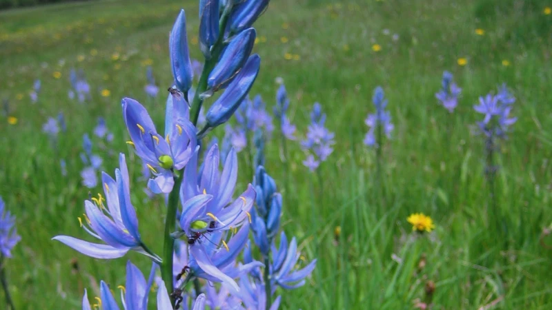 Quamash plants growing in a field