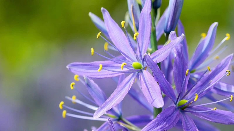 Quamash plant in a natural garden setting