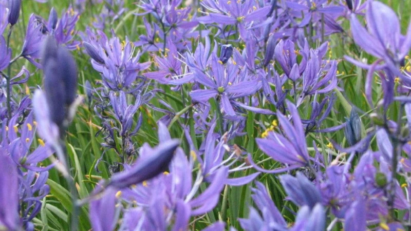 Quamash plant spike with blue blooms