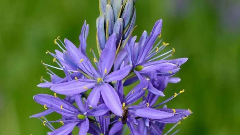 Quamash plant with green leaves and blooms
