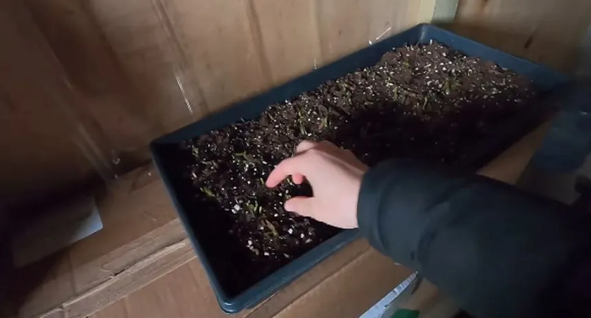Ranunculus corms in a dark room