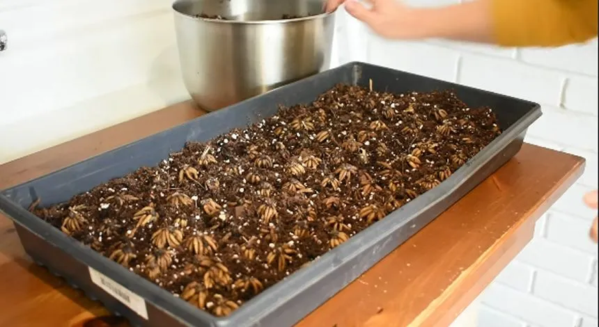 Ranunculus corms in soil