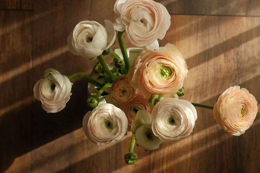 Ranunculus cut flower stems