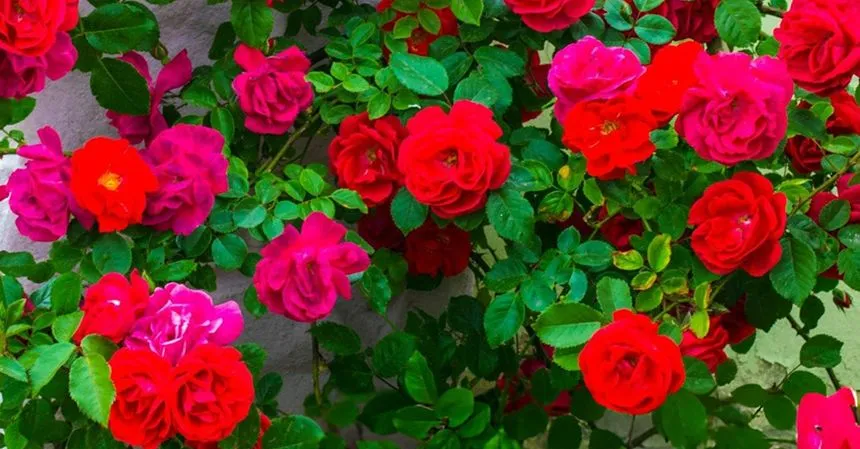 Red flowers