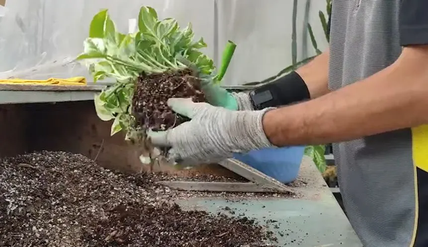 Remove excess soil from the roots