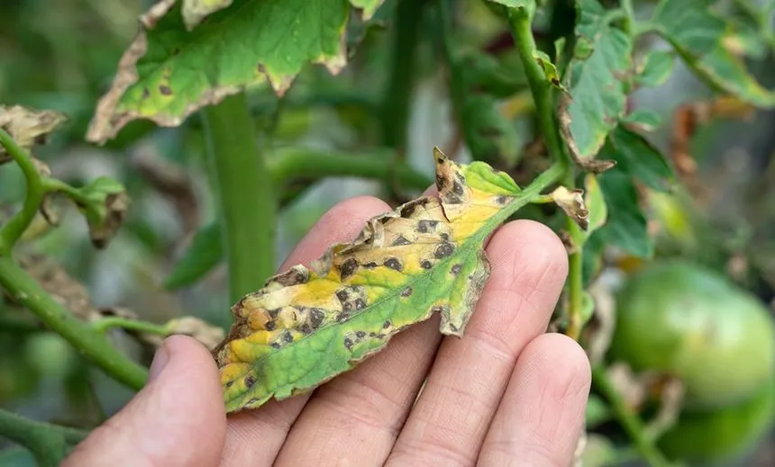 Ringed Spots