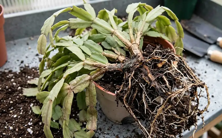 Root rot
