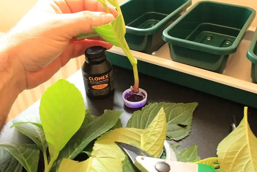 Rooting Hormone