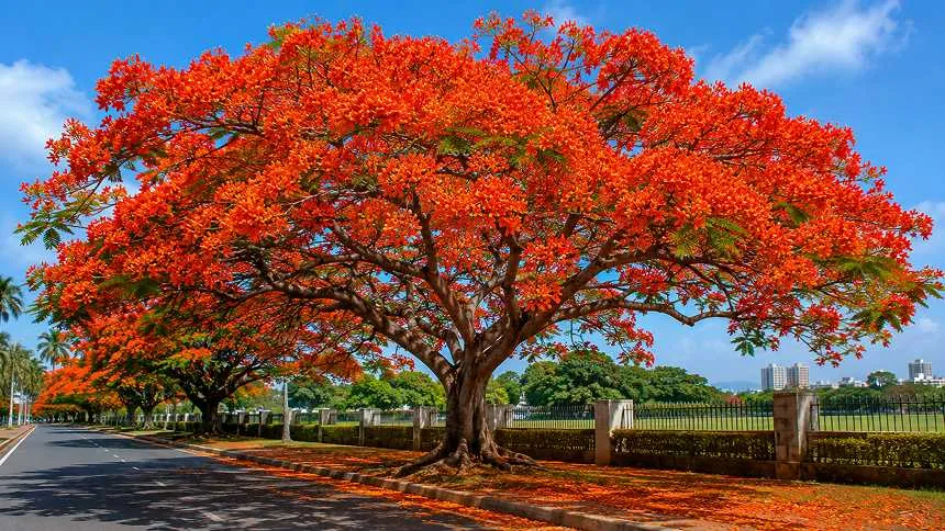 Royal Poinciana Tree