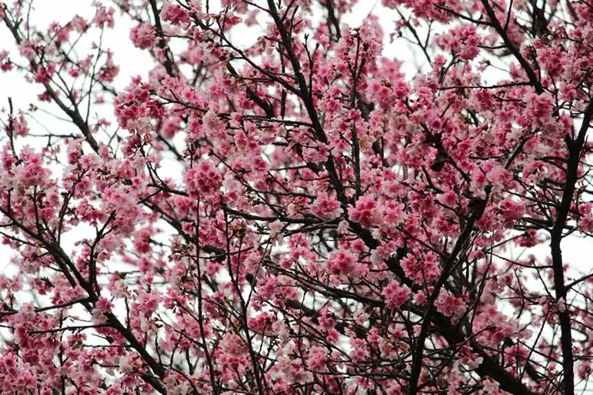 Sakura