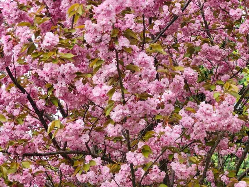 Sakura