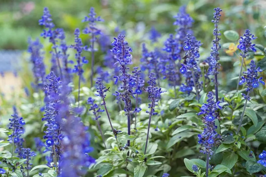 Salvia