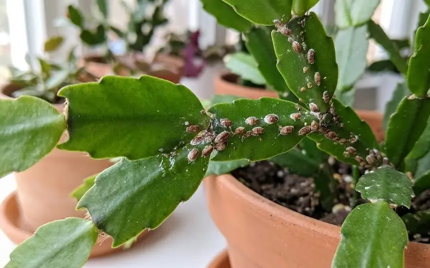 Scale insect on zygocactus plant