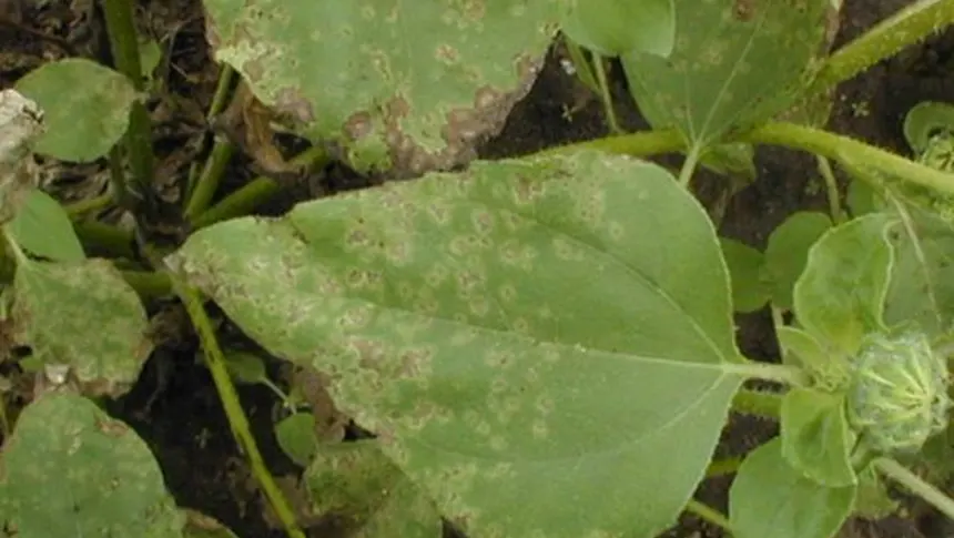 Septoria leaf spot.