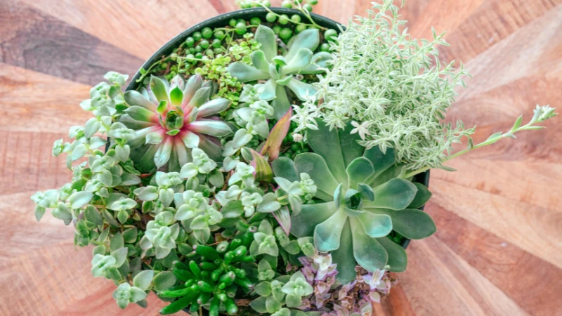 Small dish garden with mixed plants in a container