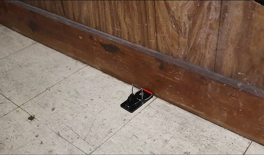 Snap trap