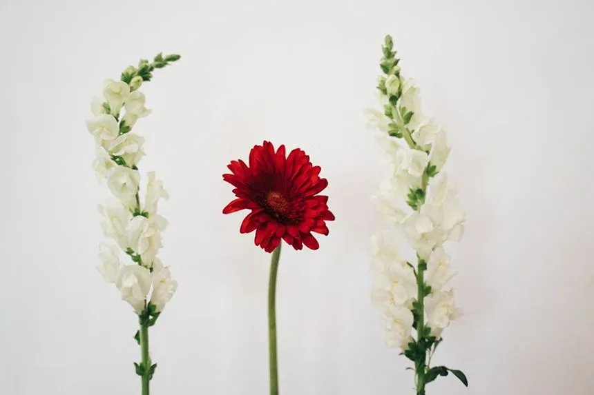 Snapdragons