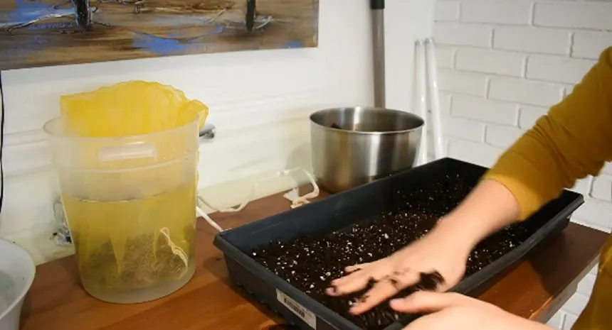 Soil mix for Ranunculus corms