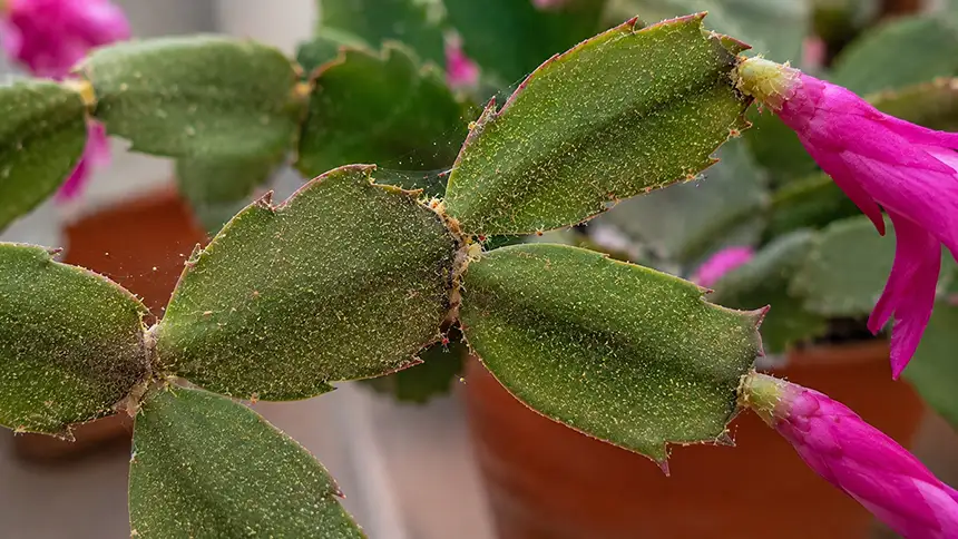Spidermites on Zygocactus