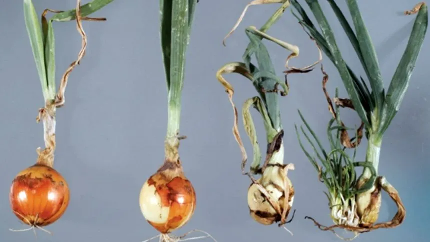Stem and bulb nematode.