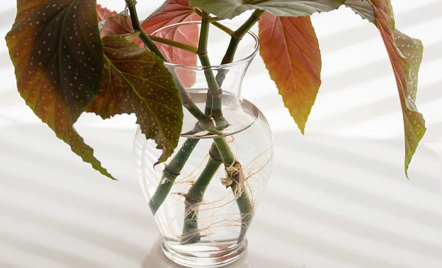 Stem cutting in water