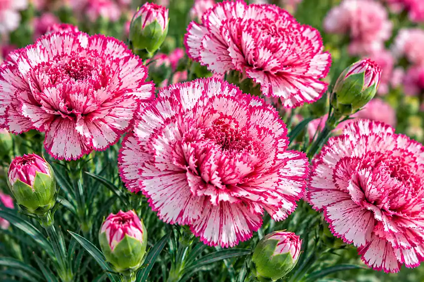 Striped carnation